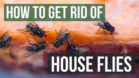 metallic green flies my house|how to kills flies in a home.